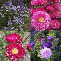 Aster/China Aster