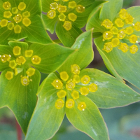 Bupleurum/Green Gold Flower