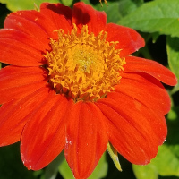 Tithonia/Mexican Sunflower